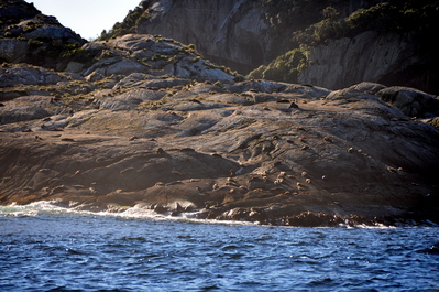 Fur seal colony