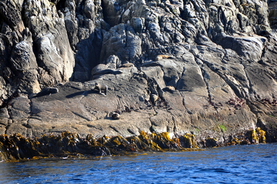 Fur seal colony