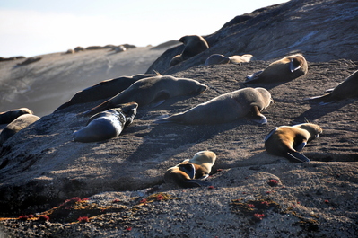 Fur seal colony