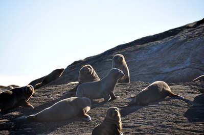 Fur seal colony