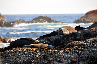 Fur seal colony