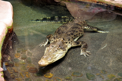 Alligator