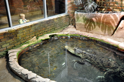 Same alligator watching Kiera; it would track her as she moved as long as no adults were near her