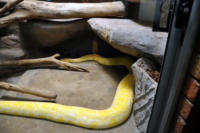 Great big snake