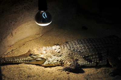 Salt water crocodile
