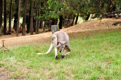 Big Red Kangaroo!