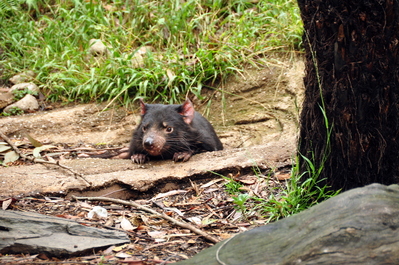 Tasmanian devil
