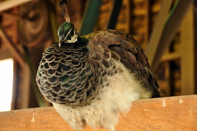 Totally random peacock watching everything in the woodshop