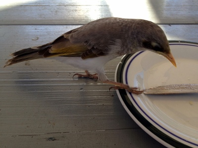 Crazy bird