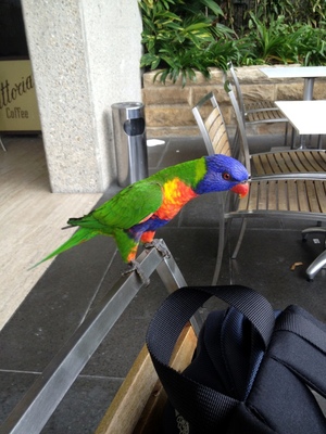 Awesome bird at the cafe