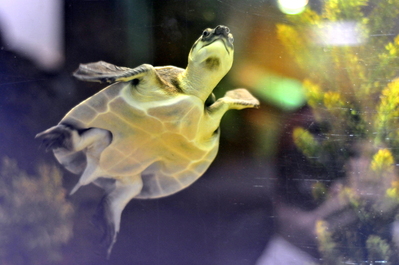 Baby turtle at the wildlife park