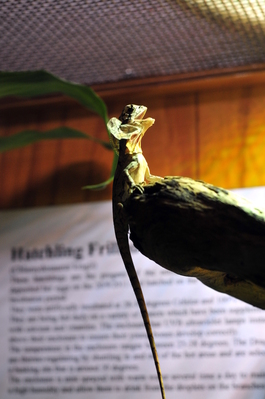Lizard thing