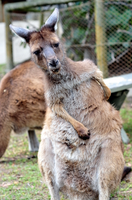 Crusty Kangaroo