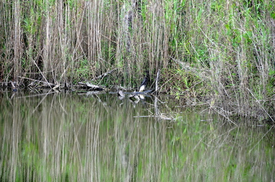 Fresh water crocodiles!