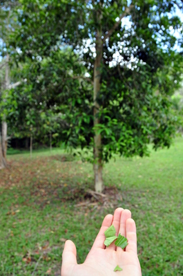 Allspice