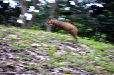 Agouti on the move