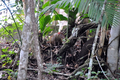 Agouti holding still