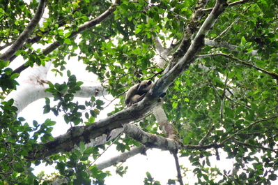 Anteater