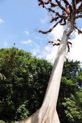 Enormous Ceiba tree