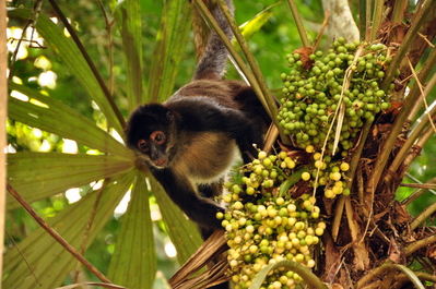 Spider Monkey