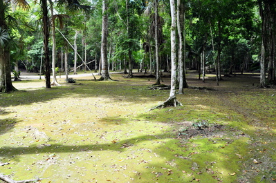 Rainforest growing on the perfectly flat pave stones of an old square