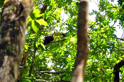 A Toucan. Seriously, how is this a real thing?