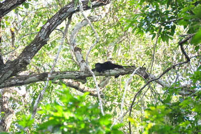 Black Howler Monkey just chilling out