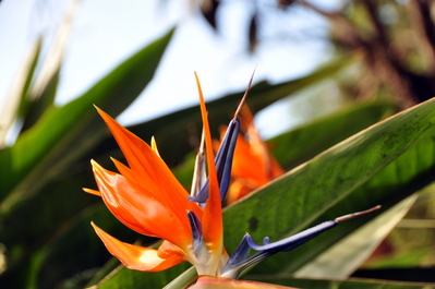 Flowers at Santo Domingo Monastery
