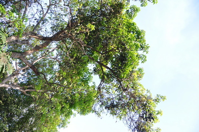 Avocados at Santo Domingo Monastery