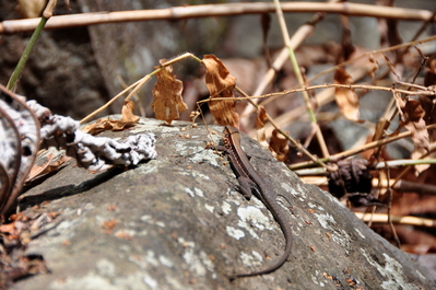 Lizard on basalt