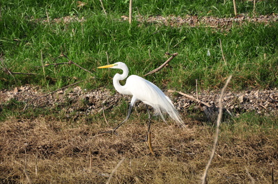 Heron
