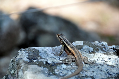 Lizard!