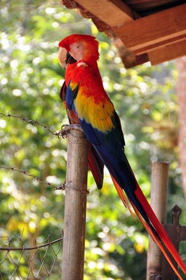 Scarlet Macaw!