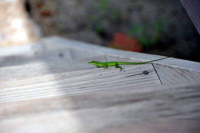 Lizard!