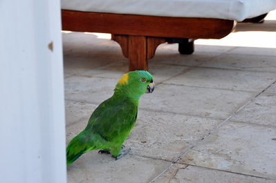 Chacarron