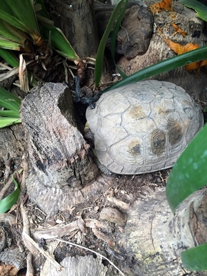 Turtle friend that lived at the hotel in Antigua