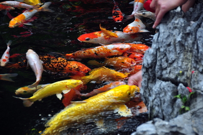 Koi pond