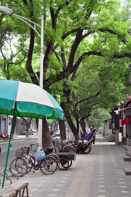 Nice trees on my hostel street