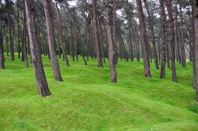 Nice trees
