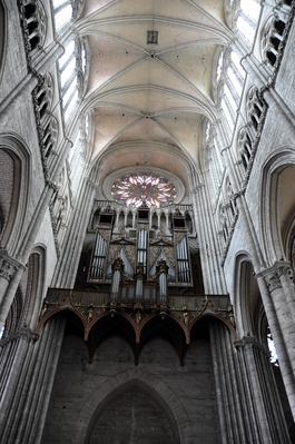 The organ