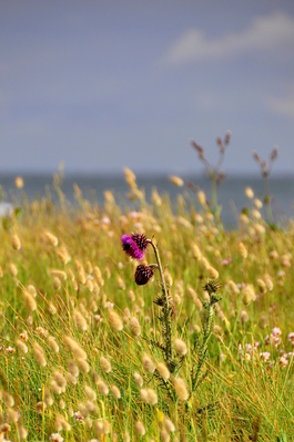 On the Quiberon peninsula