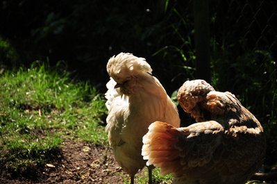Chickens in the garden