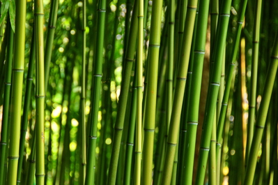 Bamboo