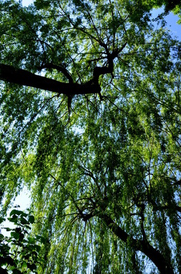 Trees