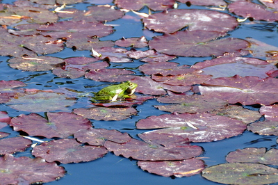 Noisy frog