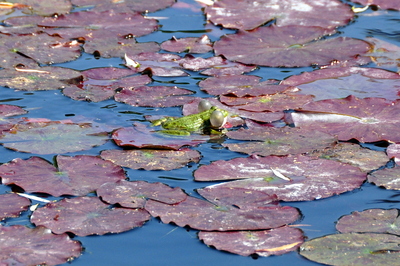 Noisy frog making noise