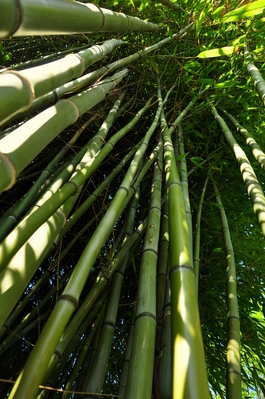 Bamboo