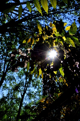 Sun