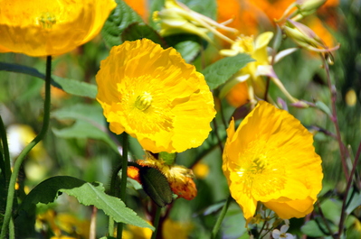 Flowers