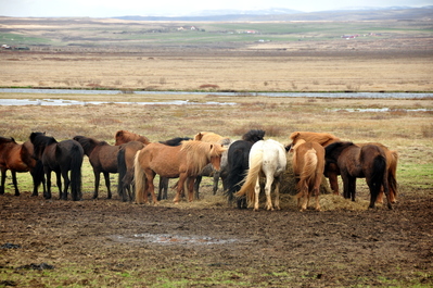 Icelandic ponies